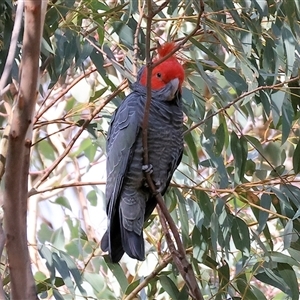 Callocephalon fimbriatum at Wodonga, VIC - suppressed