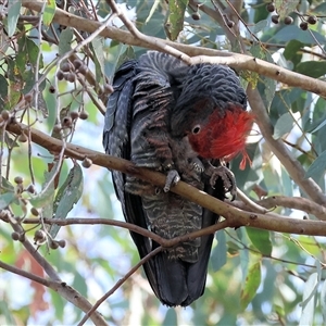 Callocephalon fimbriatum at Wodonga, VIC - suppressed