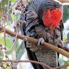 Callocephalon fimbriatum at Wodonga, VIC - suppressed
