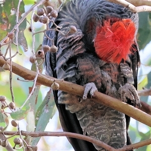 Callocephalon fimbriatum at Wodonga, VIC - suppressed