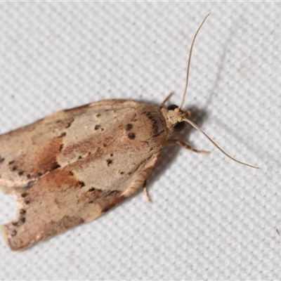 Epiphyas postvittana (Light Brown Apple Moth) at Jerrabomberra, NSW - 28 Apr 2025 by DianneClarke