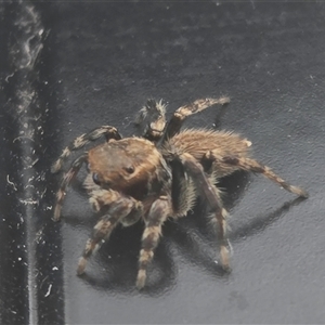 Maratus griseus at Wangaratta, VIC - suppressed