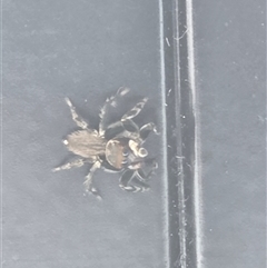 Maratus griseus at Wangaratta, VIC - suppressed