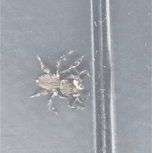 Maratus griseus at Wangaratta, VIC - suppressed