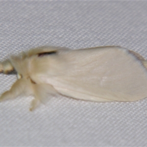 Trichiocercus sparshalli at Bolivia, NSW - suppressed