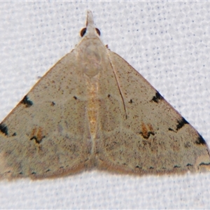 Dichromodes estigmaria at Bolivia, NSW - suppressed