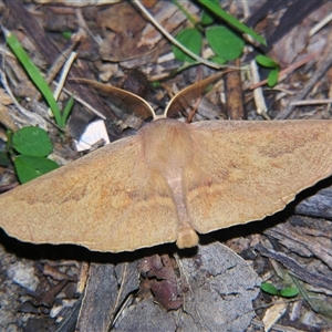 Monoctenia falernaria at Bolivia, NSW - suppressed