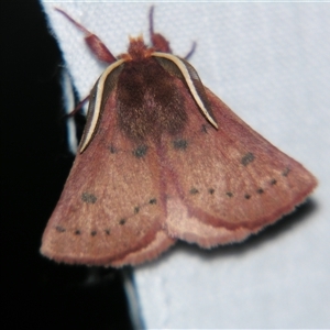 Anthela ferruginosa at Bolivia, NSW - suppressed
