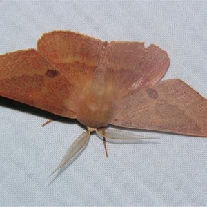 Monoctenia falernaria at Bolivia, NSW - suppressed