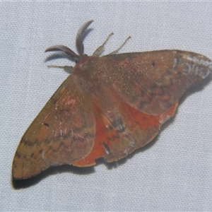 Chenuala heliaspis at Bolivia, NSW - suppressed