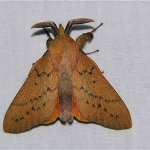Entometa fervens at Bolivia, NSW - suppressed