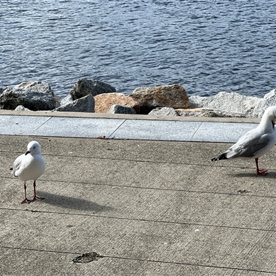 Chroicocephalus novaehollandiae (Silver Gull) at Batemans Bay, NSW - 29 Apr 2025 by JimL