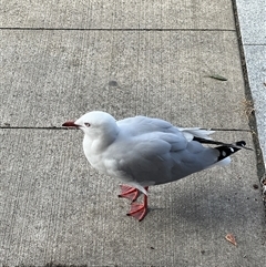 Chroicocephalus novaehollandiae at Batemans Bay, NSW - 29 Apr 2025 12:56 PM