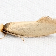 Edosa (genus) (A Tineid moth (Perissomasticinae) at Rosedale, NSW - 28 Apr 2025 by jb2602