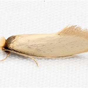 Edosa (genus) at Rosedale, NSW - 28 Apr 2025 11:29 PM