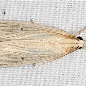 Calamotropha delatalis at Rosedale, NSW - 29 Apr 2025 12:27 AM