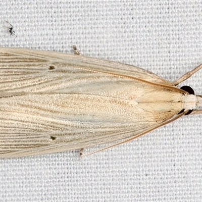 Calamotropha delatalis (a Crambid moth (Crambinae)) at Rosedale, NSW - 29 Apr 2025 by jb2602