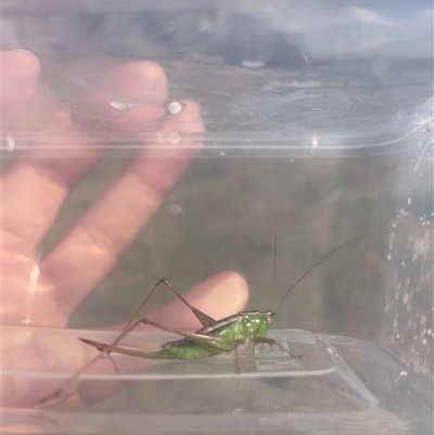 Conocephalus semivittatus (Meadow katydid) at Bannaby, NSW - 29 Apr 2025 by RubyA
