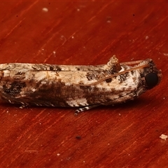 Dudua aprobola (Mango Webworm) at Rosedale, NSW - 29 Apr 2025 by jb2602