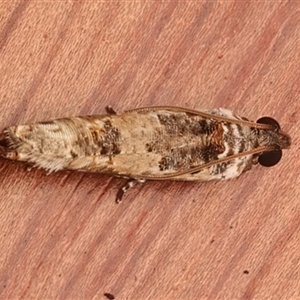 Dudua aprobola at Rosedale, NSW - 29 Apr 2025 12:34 AM