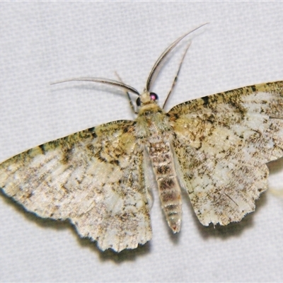 Unverified Geometer moth (Geometridae) by PJH123