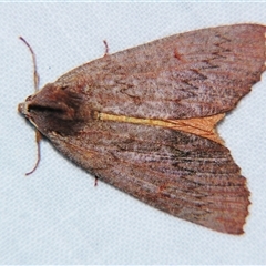 Fisera sp. ANIC9 (A Geometer moth (Dipitychini) at Bolivia, NSW by PJH123