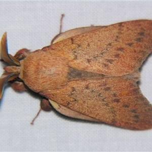 Entometa fervens at Bolivia, NSW - suppressed