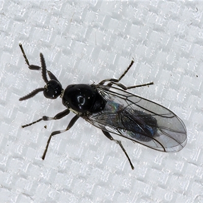 Scatopse notata (Black Compost Fly) at Melba, ACT - 27 Apr 2025 by kasiaaus