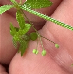 Galium liratum at Kangaroo Valley, NSW - 29 Apr 2025 by lbradley
