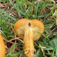 Gymnopilus junonius (Spectacular Rustgill) at Corrowong, NSW - Yesterday by BlackFlat
