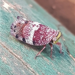 Platybrachys decemmacula at Bargo, NSW - 28 Apr 2025 01:41 PM