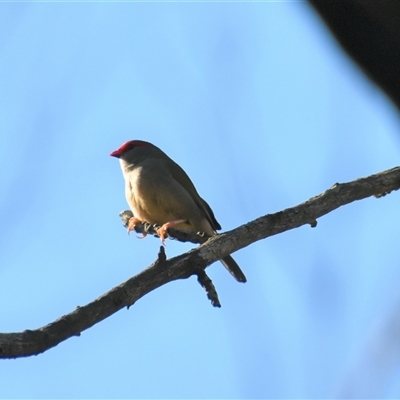 Neochmia temporalis (Red-browed Finch) at Bargo, NSW - 3 Aug 2023 by Snows