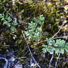 Cheilanthes distans at Bargo, NSW - 3 Aug 2023 02:48 PM