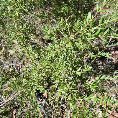 Grevillea mucronulata at Bargo, NSW - 3 Aug 2023 by Snows