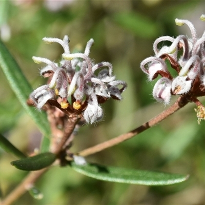 Grevillea phylicoides (Grey Spider Flower) at Bargo, NSW - 3 Aug 2023 by Snows