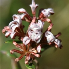 Grevillea phylicoides at Bargo, NSW - 3 Aug 2023 02:55 PM