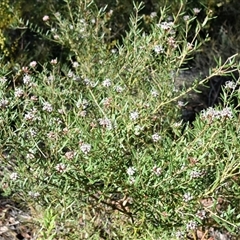 Grevillea phylicoides at Bargo, NSW - 3 Aug 2023 02:55 PM