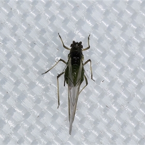 Aphididae (family) at Melba, ACT - 26 Apr 2025 11:53 PM