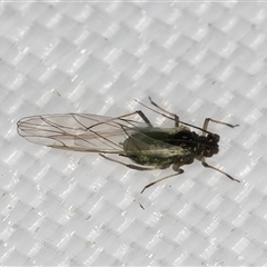 Aphididae (family) at Melba, ACT - 26 Apr 2025 11:53 PM