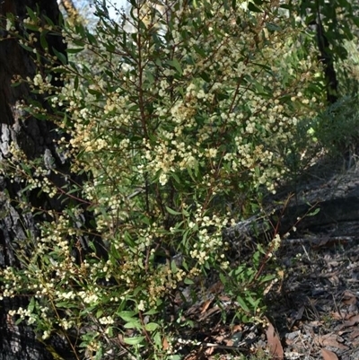 Acacia myrtifolia (Myrtle Wattle) at Bargo, NSW - 3 Aug 2023 by Snows