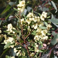 Acacia myrtifolia at Bargo, NSW - 3 Aug 2023 02:58 PM