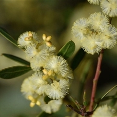 Acacia myrtifolia at Bargo, NSW - 3 Aug 2023 02:58 PM