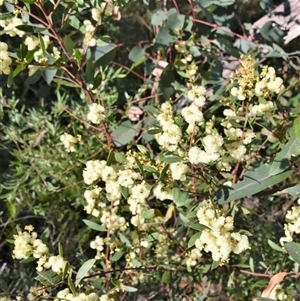 Acacia myrtifolia at Bargo, NSW - 3 Aug 2023 02:58 PM