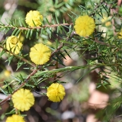 Acacia echinula (Hedgehog Wattle) at Bargo, NSW - 3 Aug 2023 by Snows