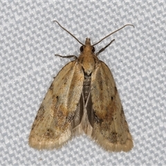 Merophyas divulsana (Lucerne Leafroller) at Melba, ACT - 26 Apr 2025 by kasiaaus
