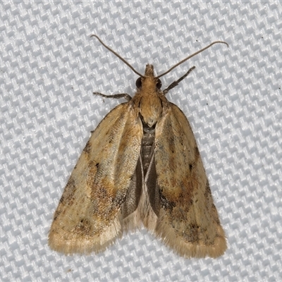 Merophyas divulsana (Lucerne Leafroller) at Melba, ACT - 26 Apr 2025 by kasiaaus