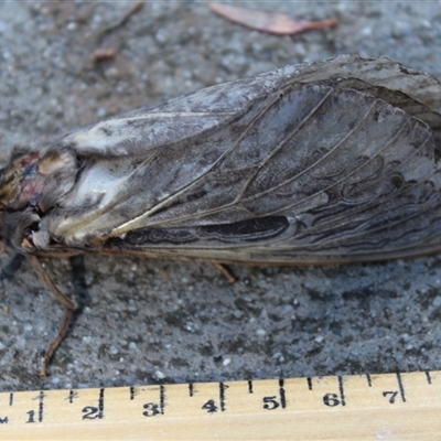 Abantiades atripalpis (Bardee grub/moth, Rain Moth) at Kaleen, ACT - 21 Apr 2025 by maura