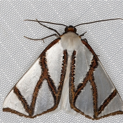 Thalaina clara (Clara's Satin Moth) at Melba, ACT - 27 Apr 2025 by kasiaaus