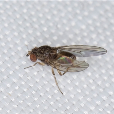 Drosophila sp. (genus) (Fruit Fly) at Melba, ACT - 27 Apr 2025 by kasiaaus