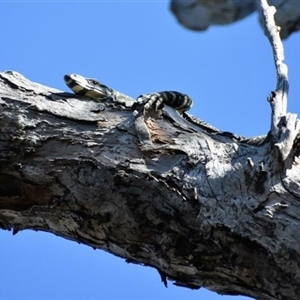 Varanus varius at Bargo, NSW - suppressed